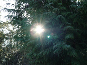 sun-and-trees.jpg